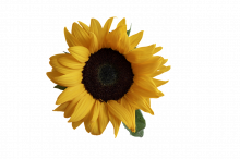 gallery/33257fee616d82a2204490408e8f4cd6